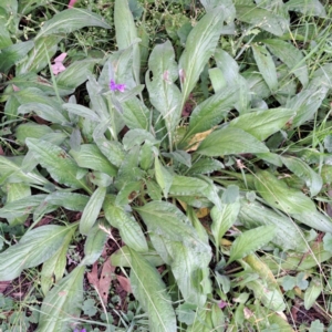 Echium plantagineum at Mount Majura - 21 Feb 2024 04:23 PM