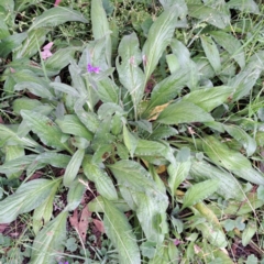 Echium plantagineum at Mount Majura - 21 Feb 2024
