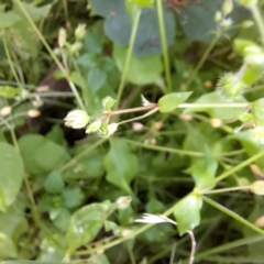 Stellaria media (Common Chickweed) at Mount Majura - 21 Feb 2024 by abread111