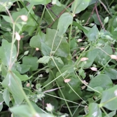 Stellaria media at Mount Majura - 21 Feb 2024