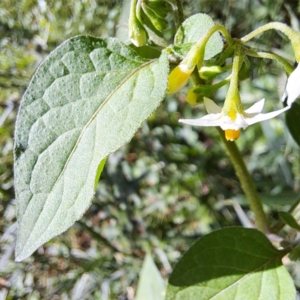 Solanum nigrum at Mount Majura - 21 Feb 2024 04:26 PM