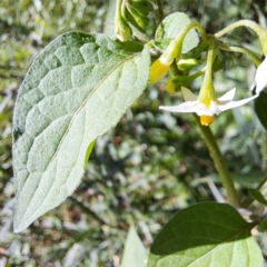 Solanum nigrum (Black Nightshade) at Mount Majura - 21 Feb 2024 by abread111