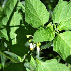 Solanum nigrum at Mount Majura - 21 Feb 2024 04:26 PM