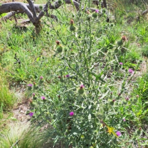 Cirsium vulgare at Mount Majura - 21 Feb 2024
