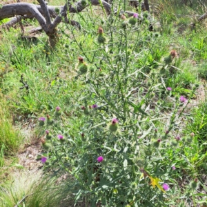 Cirsium vulgare at Mount Majura - 21 Feb 2024 04:30 PM