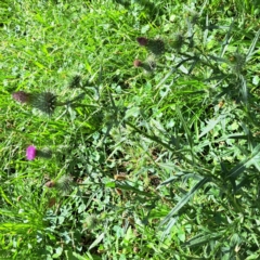 Cirsium vulgare at Mount Majura - 21 Feb 2024 04:30 PM