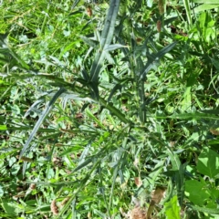 Cirsium vulgare at Mount Majura - 21 Feb 2024