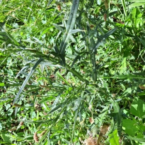 Cirsium vulgare at Mount Majura - 21 Feb 2024 04:30 PM