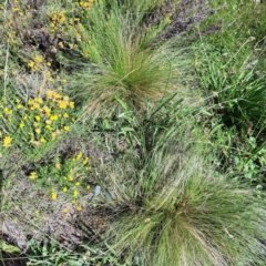 Nassella trichotoma (Serrated Tussock) at Mount Majura - 21 Feb 2024 by abread111