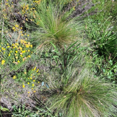 Nassella trichotoma (Serrated Tussock) at Watson, ACT - 21 Feb 2024 by abread111