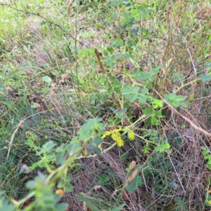 Rosa sp. at Mount Majura - 21 Feb 2024