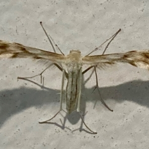 Wheeleria spilodactylus at Campbell, ACT - 19 Feb 2024