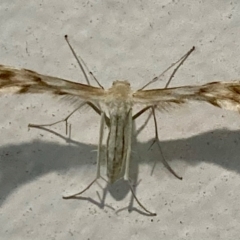 Wheeleria spilodactylus (Horehound plume moth) at Campbell, ACT - 19 Feb 2024 by Imlac