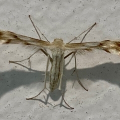 Wheeleria spilodactylus at Campbell, ACT - 19 Feb 2024