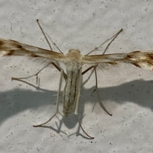 Wheeleria spilodactylus at Campbell, ACT - 19 Feb 2024