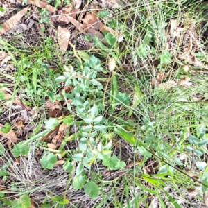 Rosa sp. at Mount Majura - 21 Feb 2024