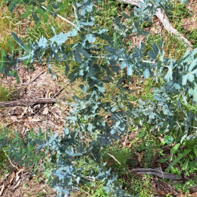 Acacia baileyana (Cootamundra Wattle, Golden Mimosa) at Mount Majura - 21 Feb 2024 by abread111