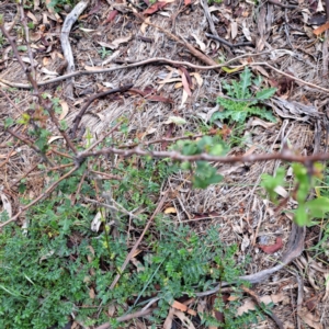 Crataegus monogyna at Mount Majura - 21 Feb 2024