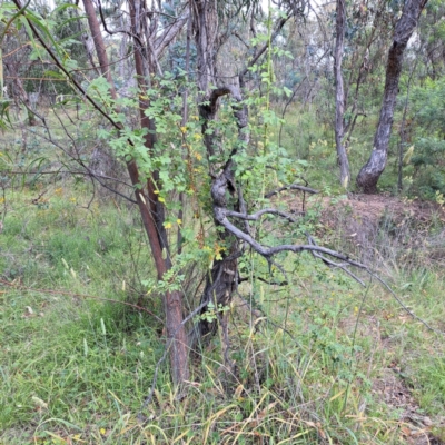 Rosa rubiginosa (Sweet Briar, Eglantine) at Mount Majura - 21 Feb 2024 by abread111