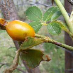 Rosa rubiginosa at Mount Majura - 21 Feb 2024