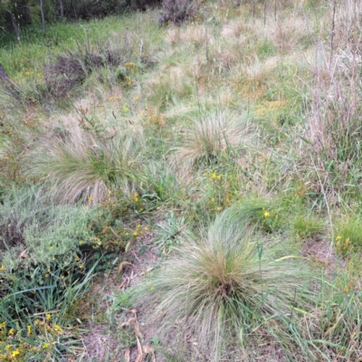 Nassella trichotoma (Serrated Tussock) at Mount Majura - 21 Feb 2024 by abread111