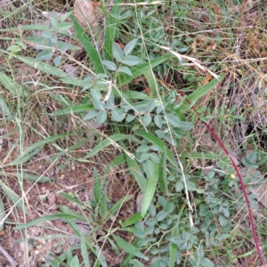 Rosa sp. at Mount Majura - 21 Feb 2024