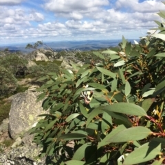 Delias aganippe (Spotted Jezebel) at Kosciuszko National Park - 26 Mar 2017 by Imlac