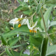 Solanum chenopodioides (Whitetip Nightshade) at Mount Majura - 21 Feb 2024 by abread111