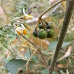 Solanum chenopodioides at Mount Majura - 21 Feb 2024