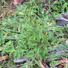 Solanum chenopodioides at Mount Majura - 21 Feb 2024