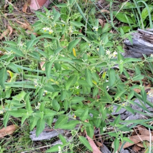 Solanum chenopodioides at Mount Majura - 21 Feb 2024