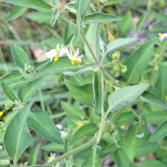 Solanum chenopodioides at Mount Majura - 21 Feb 2024 04:59 PM