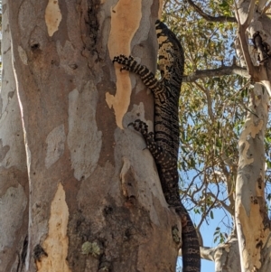 Varanus varius at Burrinjuck, NSW - suppressed