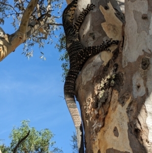 Varanus varius at Burrinjuck, NSW - 19 Feb 2024