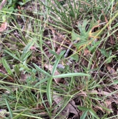 Cullen tenax (Tough Scurf-Pea) at The Fair, Watson - 21 Feb 2024 by waltraud