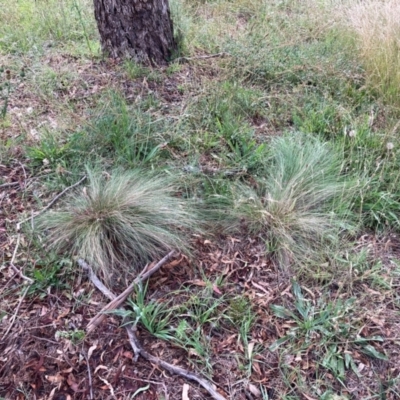 Nassella trichotoma (Serrated Tussock) at Mount Majura - 21 Feb 2024 by waltraud