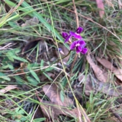 Glycine tabacina (Variable Glycine) at Watson, ACT - 21 Feb 2024 by waltraud