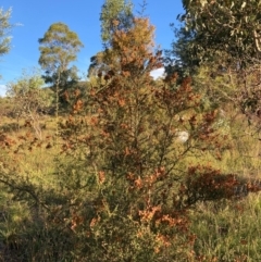 Bursaria spinosa subsp. lasiophylla at The Fair, Watson - 21 Feb 2024 07:01 PM