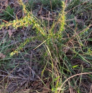 Bursaria spinosa subsp. lasiophylla at Mount Majura - 21 Feb 2024 07:03 PM