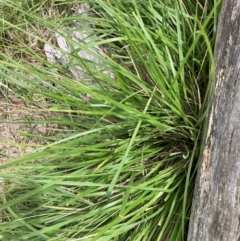 Nassella neesiana (Chilean Needlegrass) at The Fair, Watson - 21 Feb 2024 by waltraud