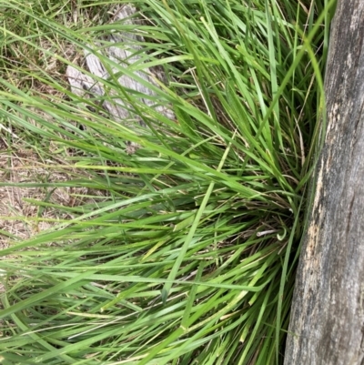 Nassella neesiana (Chilean Needlegrass) at Mount Majura - 21 Feb 2024 by waltraud