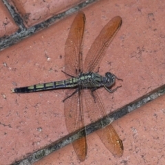 Unidentified Dragonfly (Anisoptera) at Wellington Point, QLD - 19 Feb 2024 by TimL