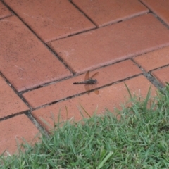 Orthetrum caledonicum at Wellington Point, QLD - suppressed