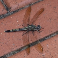 Orthetrum caledonicum at Wellington Point, QLD - suppressed