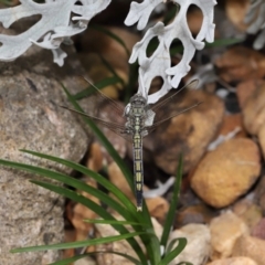 Orthetrum caledonicum at Wellington Point, QLD - suppressed