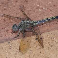 Orthetrum caledonicum at Wellington Point, QLD - suppressed