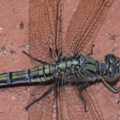 Milichiidae (family) by TimL