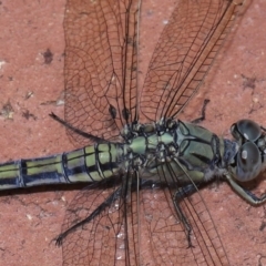 Unidentified Other true fly at Wellington Point, QLD - 19 Feb 2024 by TimL