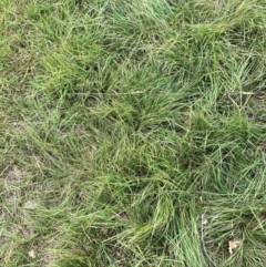 Nassella neesiana (Chilean Needlegrass) at Mount Majura - 21 Feb 2024 by waltraud