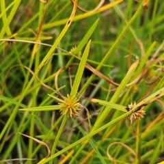 Cyperus sphaeroideus (Scented Sedge) at The Pinnacle - 20 Feb 2024 by sangio7